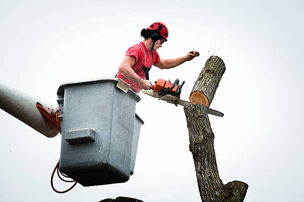 Best Utility Line Clearance  in Andover, MN